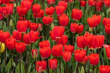 Obraz premium Red Tulips in a Springtime Garden
