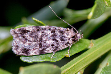 Obraz premium Barea sp. (Family Oecophoridae) - Australian Concealer Moth Resting on Leaf