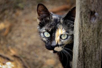 Amazon Nature Landscape in Roraima, Brazil – Real Jungle and Savanna Biodiversity