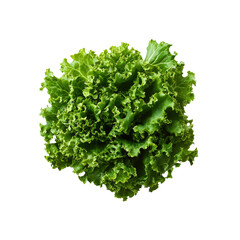 Obraz premium Fresh Green Leafy Lettuce, Close-Up Studio Shot