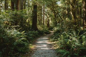 Obraz premium Forest Path Sunlight Greenery