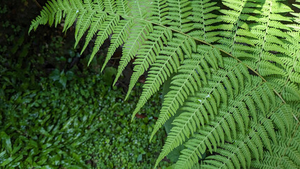 Close-up shot of vibrant green fern leaves showcasing intricate details and textures, lush foliage with natural light, botanical beauty in the forest.