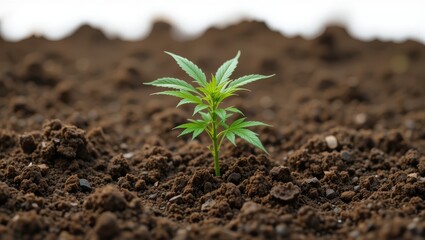 Young Green Cannabis Plant Growing in Rich, Dark Soil Under Natural Light Conditions