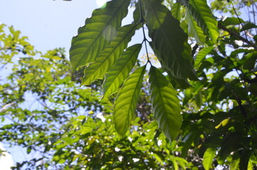 Panoramic view with large coffee leaves in a sunny morning. coffee fields