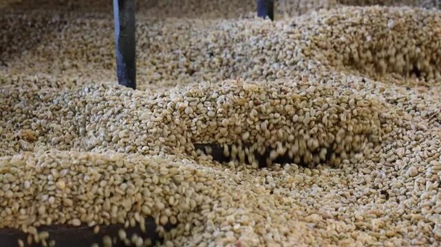 Peeled coffee beans reveal their smooth, pale inner layers before drying