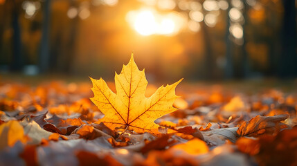 Golden autumn leaf amidst fallen foliage at sunset.
