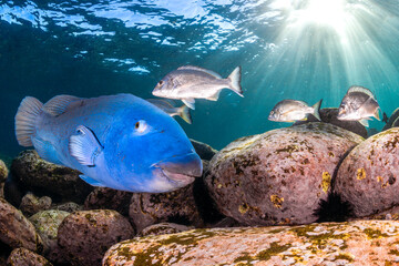 A close-up of a vibrant Eastern Blue Groper swimming over rocky seabed in Sydney, Australia.