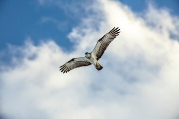 An osprey glides high above Byron Bay in clear daylight.