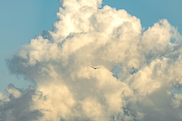 A lone bird drifts through massive clouds over Byron Bay, Australia.