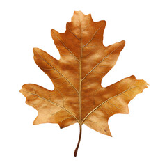 Fototapeta premium a single leaf is shown on a white background