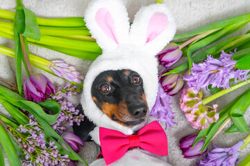 Cute dog dressed as a bunny with a red bow tie, nestled among vibrant tulips and hyacinths on a soft blanket. perfect for spring or easter themes.