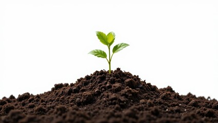 Delicate Green Seedling Growing From Dark Soil Against White Background Symbolizing New Life