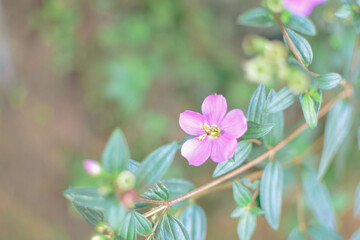 Close-up View of Osbeckia Octandra Flower – Heen Bovitiya Native Sri Lankan Medicinal Plant in Bloom. Heen Bovitiya (Osbeckia Octandra) Vibrant Purple Wildflower from Sri Lanka’s Natural Forests.