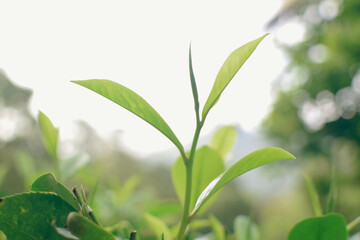 Tea leaves in closeup photo. Fresh Green tea tree leaves in eco herbal farm. Tree tea plantations...