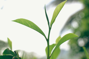 Tea leaves in closeup photo. Fresh Green tea tree leaves in eco herbal farm. Tree tea plantations...