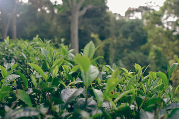 Tea leaves in closeup photo. Fresh Green tea tree leaves in eco herbal farm. Tree tea plantations...