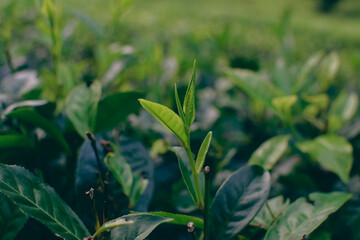 Tea leaves in closeup photo. Fresh Green tea tree leaves in eco herbal farm. Tree tea plantations...