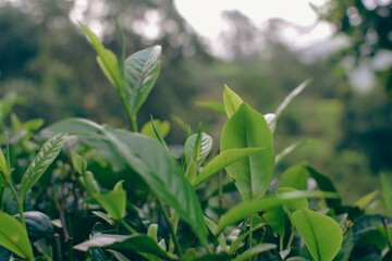 Tea leaves in closeup photo. Fresh Green tea tree leaves in eco herbal farm. Tree tea plantations...
