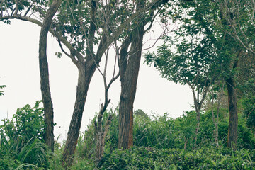 Majestic Landscapes of Sri Lanka. Breathtaking Beauty Capturing the Serene Essence of Nature in Stunning Landscapes. A Journey Through Picturesque Nature Landscapes. The beauty of Nature’s Landscape