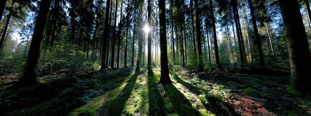 Sunlit Forest Path With Lush Vegetation