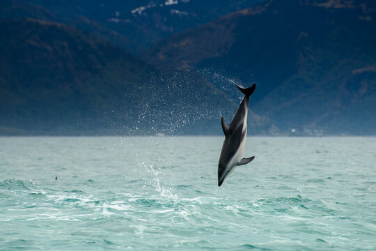 Dolphin leaping and playing Kaikoura New Zealand