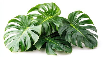 Lush Green Monstera Deliciosa Leaves