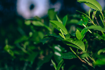 Tea leaves in closeup photo. Fresh Green tea tree leaves in eco herbal farm. Tree tea plantations...