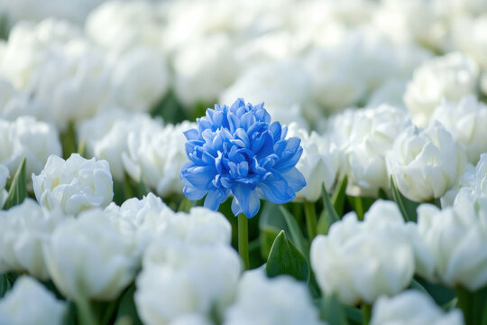 Single blue tulip blooming among white tulips in a flower garden
