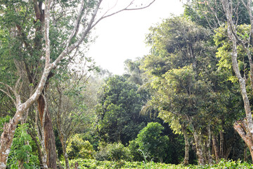 Lush Green Mountain Range Covered with Dense Forest Trees and Native Plants in Natural Landscape. Scenic View of Verdant Mountain Hills with Evergreen Trees and Nature-Loving Flora. Sinharaja Forest