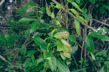 Majestic Landscapes of Sri Lanka. Breathtaking Beauty Capturing the Serene Essence of Nature in Stunning Landscapes. A Journey Through Picturesque Nature Landscapes. The beauty of Nature’s Landscape