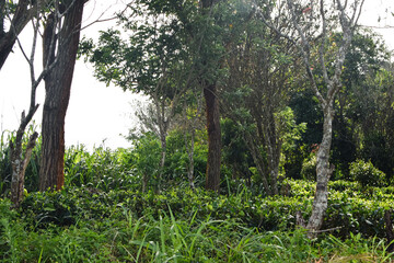 Majestic Landscapes of Sri Lanka. Breathtaking Beauty Capturing the Serene Essence of Nature in Stunning Landscapes. A Journey Through Picturesque Nature Landscapes. The beauty of Nature’s Landscape