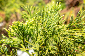 Stiff, pointed leaves arranged in a spiral protect the araucaria’s branches. Its fruit, the pinecone, is large and round, containing edible seeds known as pine nuts.Iconic tree from southern Brazil.