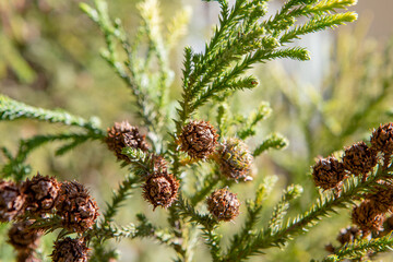Stiff, pointed leaves arranged in a spiral protect the araucaria’s branches. Its fruit, the...
