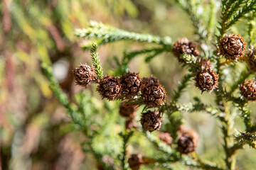 Stiff, pointed leaves arranged in a spiral protect the araucaria’s branches. Its fruit, the...