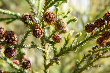 Stiff, pointed leaves arranged in a spiral protect the araucaria’s branches. Its fruit, the...
