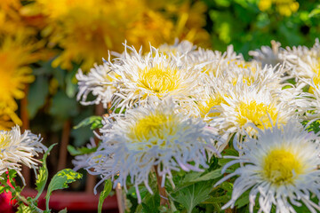 White chrysanthemum flowers in a close up, spring concept, chrysanthemum flowers festival