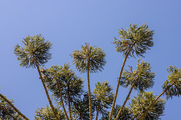 Araucaria (Araucaria angustifolia) with umbrella-shaped crown under blue sky. Iconic tree from...