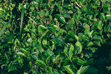Tea leaves in closeup photo. Fresh Green tea tree leaves in eco herbal farm. Tree tea plantations...