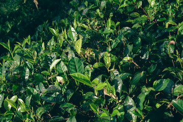 Tea leaves in closeup photo. Fresh Green tea tree leaves in eco herbal farm. Tree tea plantations...