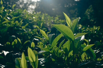 Tea leaves in closeup photo. Fresh Green tea tree leaves in eco herbal farm. Tree tea plantations...