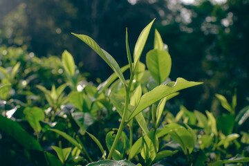 Tea leaves in closeup photo. Fresh Green tea tree leaves in eco herbal farm. Tree tea plantations...