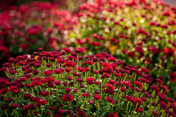 Pink and dark red chrysanthemum flowers in close up, spring concept, chrysanthemum flowers festival