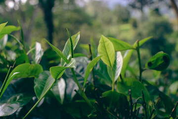 Tea leaves in closeup photo. Fresh Green tea tree leaves in eco herbal farm. Tree tea plantations...