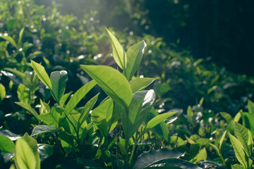 Tea leaves in closeup photo. Fresh Green tea tree leaves in eco herbal farm. Tree tea plantations...