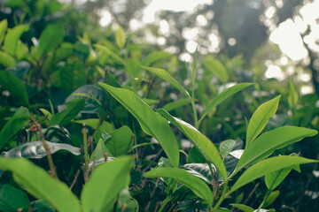 Tea leaves in closeup photo. Fresh Green tea tree leaves in eco herbal farm. Tree tea plantations in morning sunlight. Drinking organic tea relax heath plant. Green tea trees with two leaves and a bud