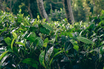 Tea leaves in closeup photo. Fresh Green tea tree leaves in eco herbal farm. Tree tea plantations...