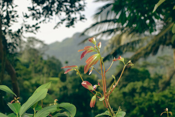 Majestic Landscapes of Sri Lanka. Breathtaking Beauty Capturing the Serene Essence of Nature in Stunning Landscapes. A Journey Through Picturesque Nature Landscapes. The beauty of Nature’s Landscape