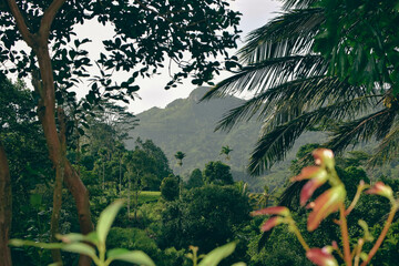 Fototapeta premium Lush Green Mountain Range Covered with Dense Forest Trees and Native Plants in Natural Landscape. Scenic View of Verdant Mountain Hills with Evergreen Trees and Nature-Loving Flora. Sinharaja Forest