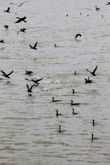 Flock of Cormorants land on water