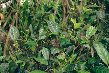 Fototapeta premium Majestic Landscapes of Sri Lanka. Breathtaking Beauty Capturing the Serene Essence of Nature in Stunning Landscapes. A Journey Through Picturesque Nature Landscapes. The beauty of Nature’s Landscape